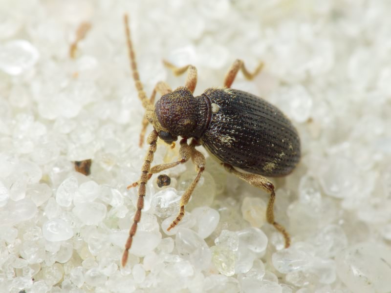 Ptinus rufipes Olivier, 1790